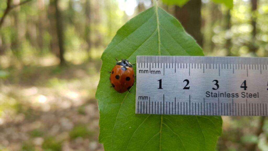 Everyday Things That Are 2 Centimeters Long in Different Places