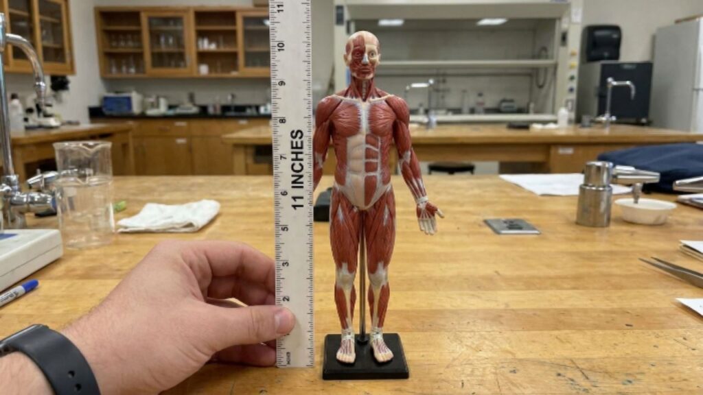 Body to Estimate 11 Inches